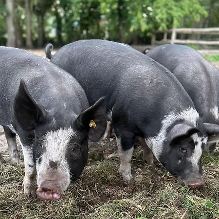 The Butchersfarm 3* Ter Aar