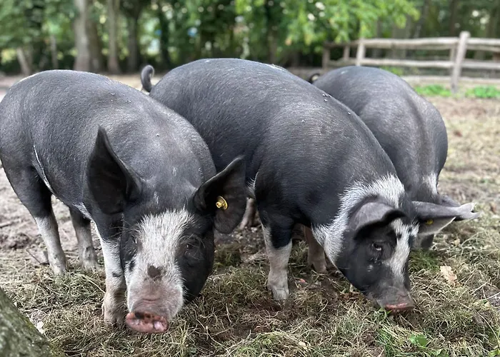 The Butchersfarm 3* Ter Aar